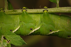 tomato worm-img_829308